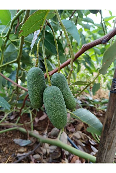 HAS ORGANİK Bebek Avokado 1 kg