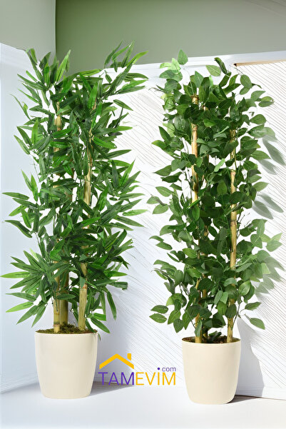 Genel Markalar Yaşam Enerjisi Bambu & Benjamin Yükseklik 120 Cm