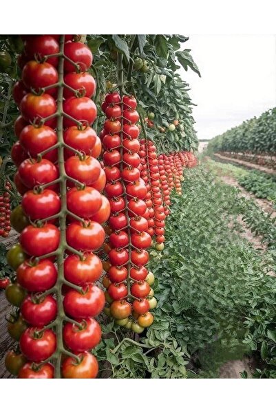 Tarımsal ve Hayvansal Ürünler 5000 Adet Hibrit Domates Tohumu + Hediye Üzüm F...