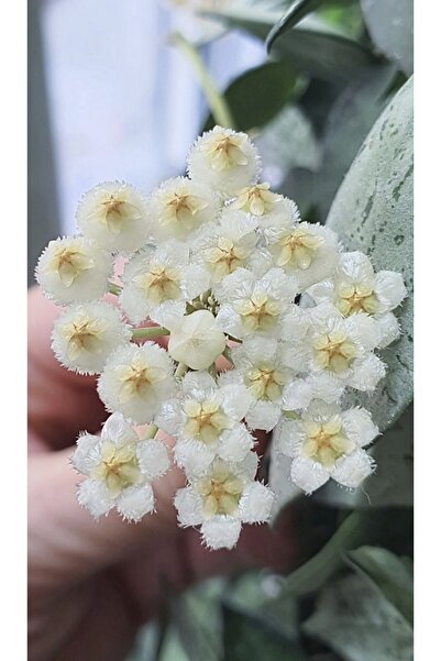 PLANT Hoya Lacunosa Mint Mum Çiçeği
