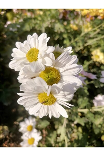 damla su çiçek Kasımpatı fidesi ,3 Adet(,Beyaz pembe sarı) açık kök..