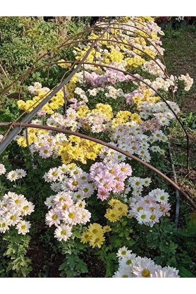 damla su çiçek Kasımpatı fidesi ,3 Adet(,Beyaz pembe sarı) açık kök..