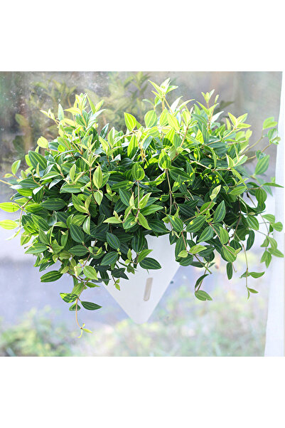 Generic Planting auto watering pot hanging K104 4L