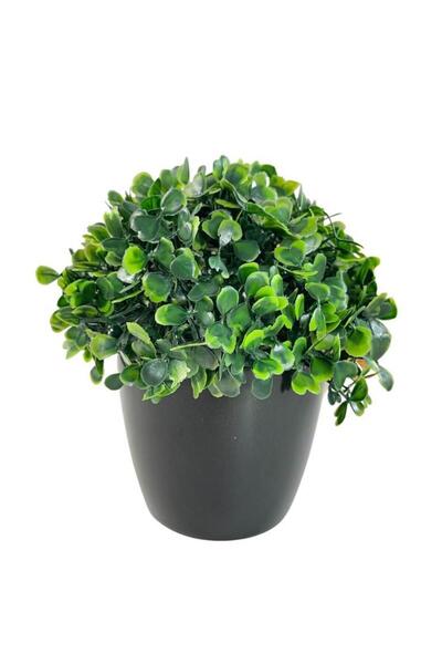 Nettenevime Yapay Çiçek Şimşir Bonus 19*17cm Yapay Bitki Siyah Plastik Saksılı Dekoratif Süs Çiçeği