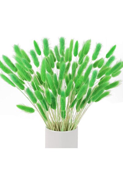 Nettenevime Kuru Çiçek Doğal Çimen Yeşil Pamuk Otu 10gram 1. Kalite Şoklanmış...