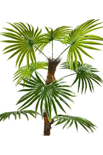 Nettenevime Yapay Ağaç Yelpaze Palmiye 8 Yaprak 85*55cm Siyah Aleminyum Saksı