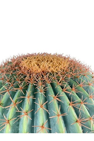 Nettenevime Yapay Çiçek Echinocactus Grusonii Altın Fıçı Kaktüs 60*60cm Cactüs Sk4012