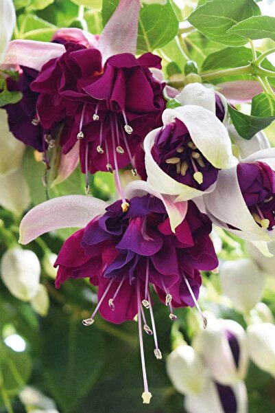 Gardina Küpe Çiçeği Fidesi Katmerli Xl Çiçek ( Fuchsia Cultivars ) White Purple 1 Adet