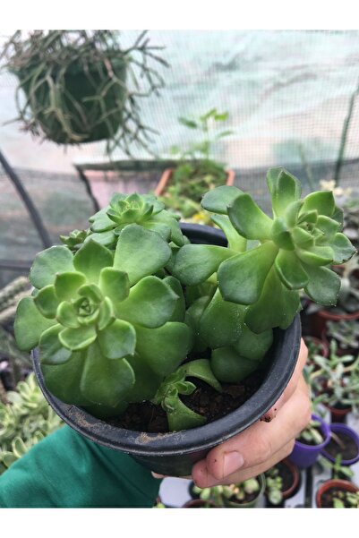 Birtutamrenk Sedeveria Letizia Çok köklü sukulent 8cm saksıda