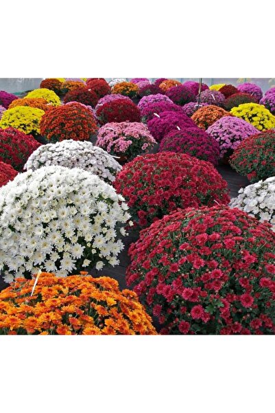 fidanpaketim kasımpatı çiçeği krizantem Chrysanthemum canlı saksılı çiçek