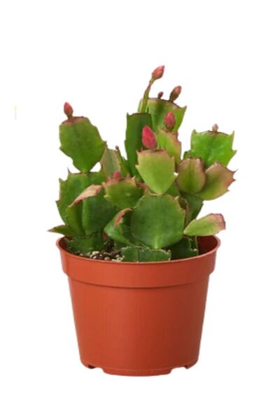 serada decor & plant Turuncu- Kırmzı Renk 2 ADET Yılbaşı Çiçeği 5.5 saksıda