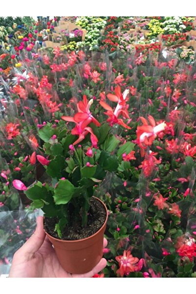 serada decor & plant Yılbaşı Çiçeği 1 Adet Saksılı Schlumbergera Red - Kaktüs...