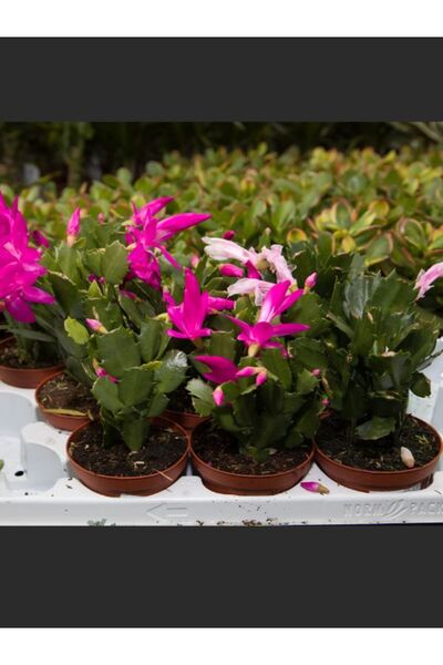 serada decor & plant Yılbaşı Çiçeği Pembe Renk 1 ADET 10-20cm Saksılı İç Mekan Salon Çiçeği