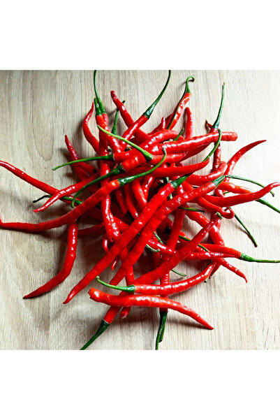 ZENGARDEN EV VE BAHÇE Cayenne kırmızı kıl biber tohumu chili pepper çok acı