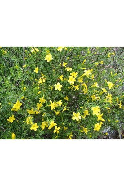 bahçevilya Sarı Arap Yasemin Fidanı Saksılı 1-2 Yaş Arası 30-50 Cm