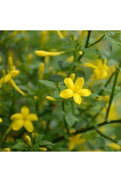 bahçevilya Sarı Arap Yasemin Fidanı Saksılı 1-2 Yaş Arası 30-50 Cm