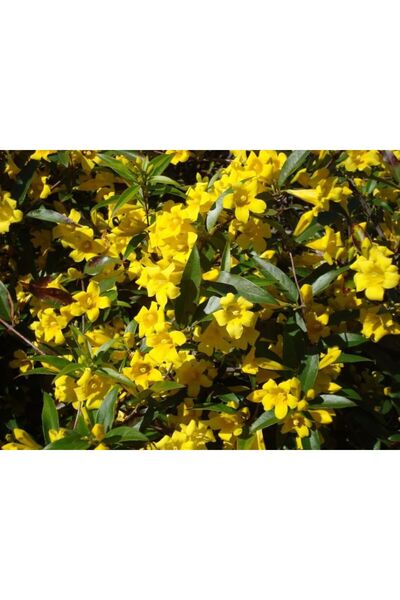 bahçevilya Sarı Arap Yasemin Fidanı Saksılı 1-2 Yaş Arası 30-50 Cm