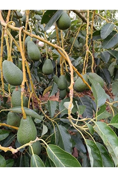 HAS ORGANİK Avokado 2kg Taze Hasat (MİNİ BOY)