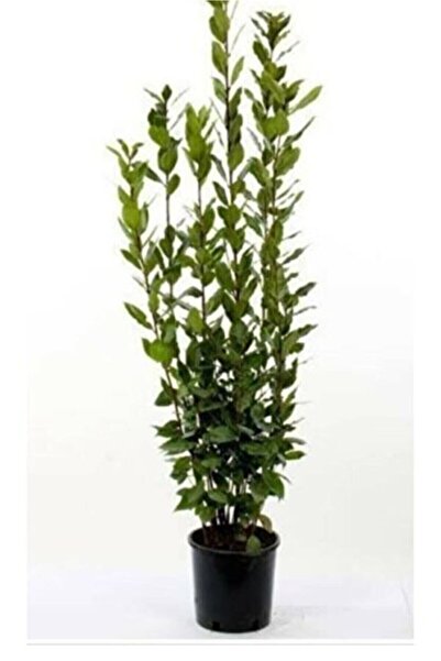 körfezgardens KÖRFEZDEN Defne Fidanı 1.Kalite SAKSILI 30-50 CM BOY