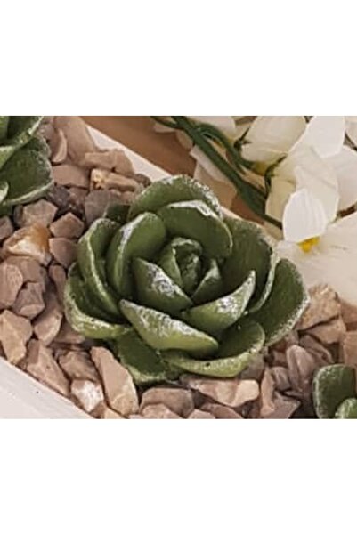 morlalem m قالب سيليكون على شكل زهرة عشبية من نوع Agavoides Echeveria مقاس 5....