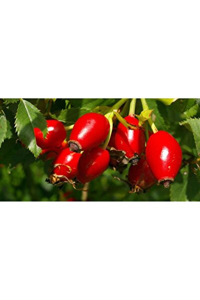 Thornless Eating Rosehip Seedling