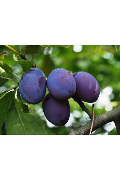 bitkifidan 6 Yaş Mürdüm Erik Fidanı (bardak Eriği)