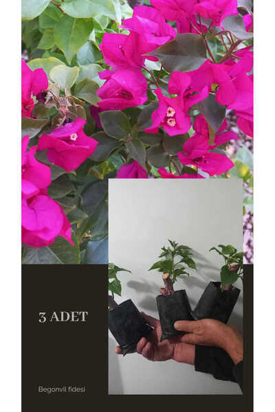 Garden begonvil fidesi 3 adet bodur begonvil çiçeği fidanı