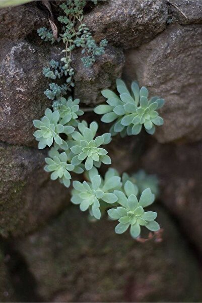 Smyrna Garden Avuç Içi Avcısı Damkoruğu Sukulent / 5,5 Cm Saksıda / Sedum Pal...