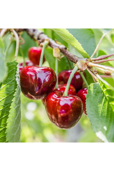 Smargat Ziraat0900 Kiraz Fidanı- Aşılı Açık Kök Kiraz Fidanı(120-150cm) Yarı ...