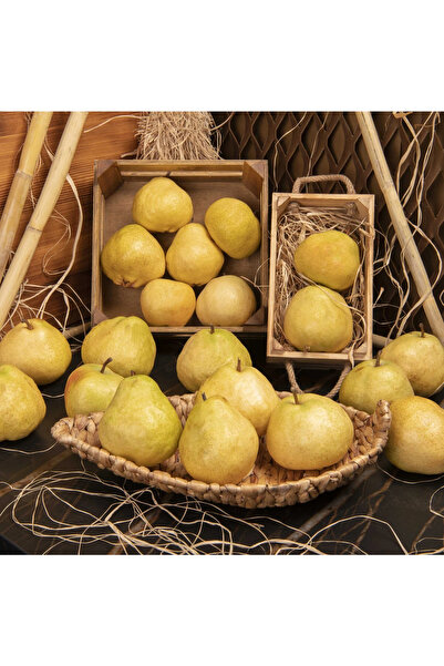 Smargat Deveci Armut Fidanı- Aşılı Açık Kök Armut Fidanı(150-180cm) Yarı Bodur Armut Fidanı