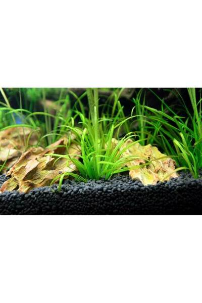 Generic 1 kg soil for ornamental fish tank herbs