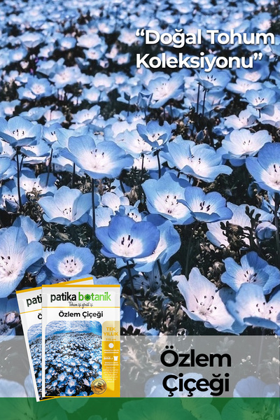 Patika Botanik 50 Adet Özlem Çiçeği Tohumu (Nemophila Menziesii)