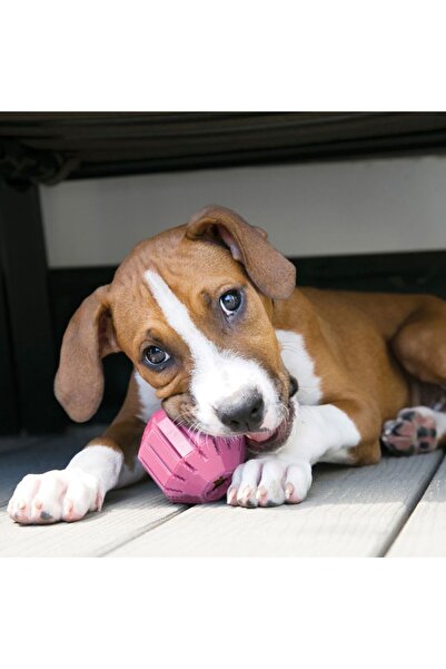 Kong Puppy Yavru Köpek Ödül Oyun Topu M 8cm