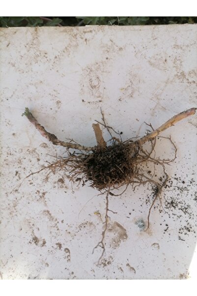 damla su çiçek Kasımpatı fidesi ,3 Adet(,Beyaz pembe sarı) açık kök..