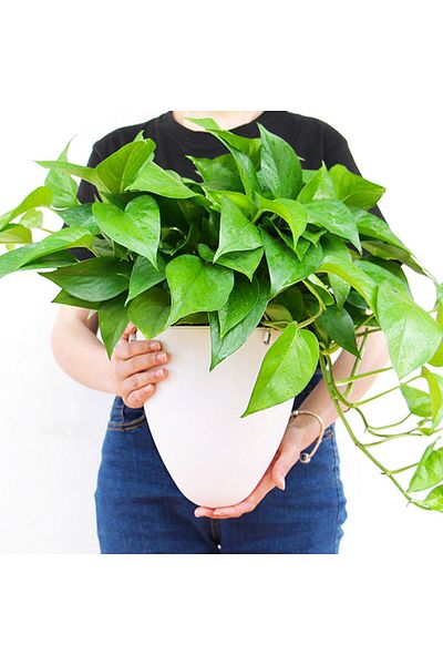 Generic Planting auto watering pot hanging D09 2.2L