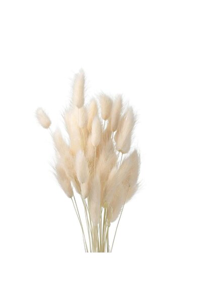 Nettenevime Kuru Çiçek Doğal Krem Natural Pamuk Otu 20gram 1. Kalite Şoklanmı...