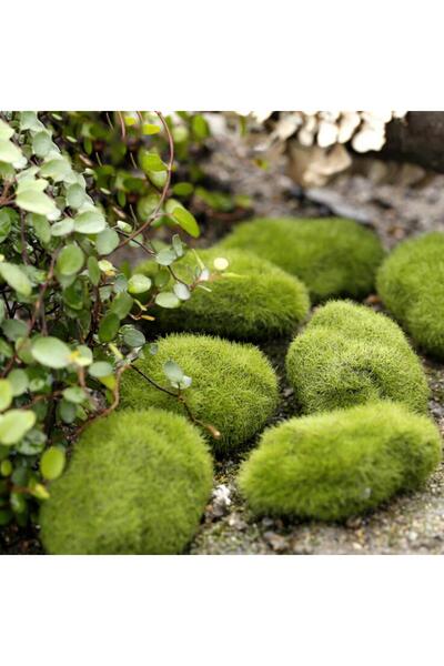 Nettenevime Taş Yosun Teraryum Ve Akvaryum Dekoru