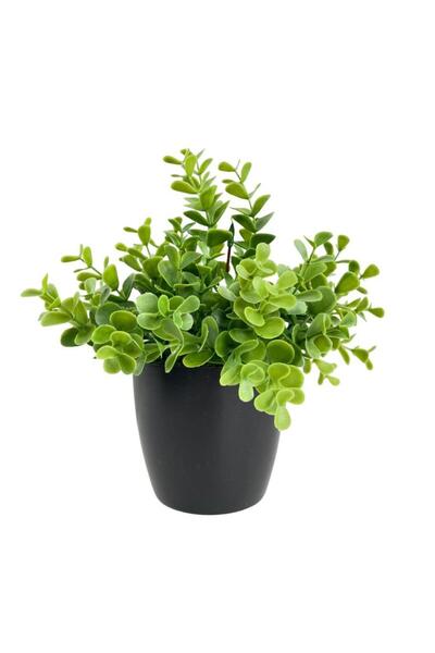 Nettenevime Yapay Çiçek Yeşil Renk Şimşir Siyah Saksıda Siyah Plastik Saksılı Dekoratif Süs Çiçeği