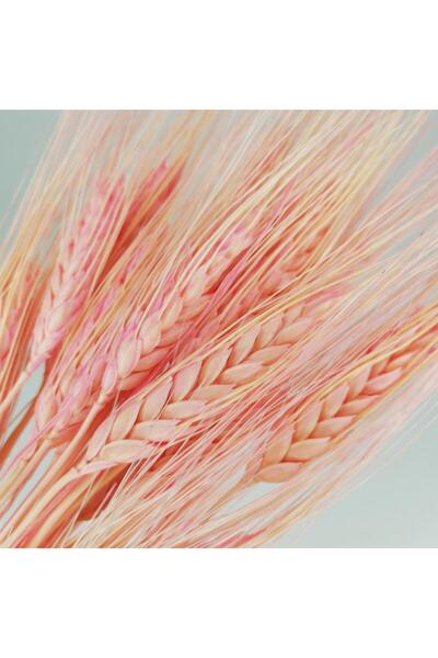 Nettenevime Kuru Çiçek Doğal Pembe Başak 35gram 1. Kalite Şoklanmış Bozulmaz