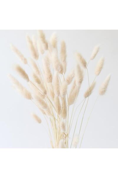 Nettenevime Kuru Çiçek Doğal Krem Natural Pamuk Otu 20gram 1. Kalite Şoklanmış Bozulmaz