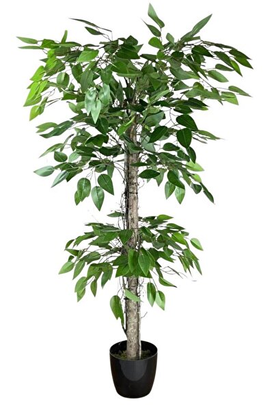 Nettenevime Yapay Ağaç Benjamin 2 Gövdeli Çalılı 2 Katlı 120x70cm Siyah Plastik Saksılı