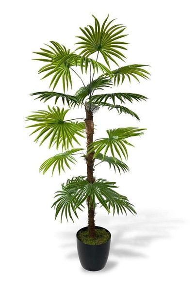 Nettenevime Τεχνητό Δέντρο Φούντα Φοίνικας Fanpalm 16 Φύλλα 115*55cm