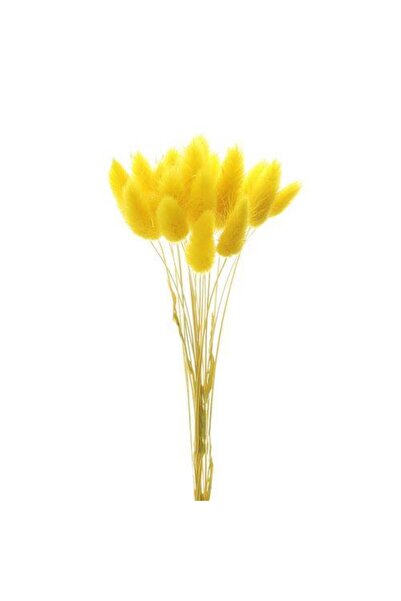 Nettenevime Kuru Çiçek Doğal Sarı Pamuk Otu 10gram 1. Kalite Şoklanmış Bozulmaz