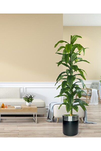 Nettenevime Yapay Ağaç Yukka Dracena 180*70cm Galvaniz Gümüş Kemerli Siyah Saksıda Salon Çiçeği Yapay Çiçek