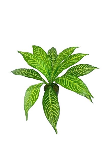 Nettenevime Yapay Çiçek Drecana Yukka 12yaprak Salon Çiçeği Plastik Siyah Saksılı Yapay Bitki