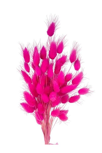 Nettenevime Kuru Çiçek Doğal Fuşya Pamuk Otu 10gram 1. Kalite Şoklanmış Bozulmaz