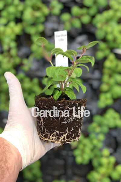 Gardina Küpe Çiçeği Fidesi Katmerli Xl Çiçek ( Fuchsia Cultivars ) White Purple 1 Adet
