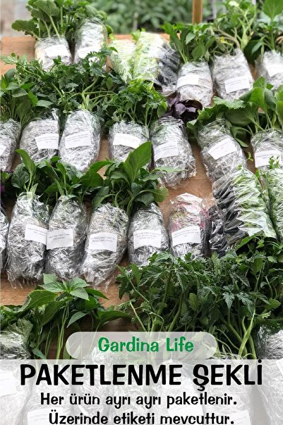 Gardina Sardunya Fidesi Bodur ( Pelargonium Zonale Dark ) Salmon 1 Adet