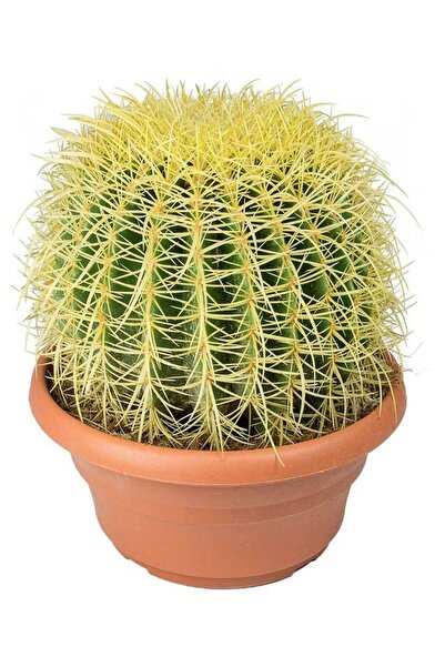 The Best Online Thebestonline Altın Fıçı ( Altın Küp) Kaktüs, 20 - 30 Saksıda