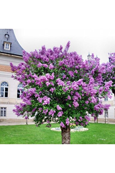 Mimoza Lila Leylak Çiçeği Fidanı 1 Adet Mor 40-80 cm